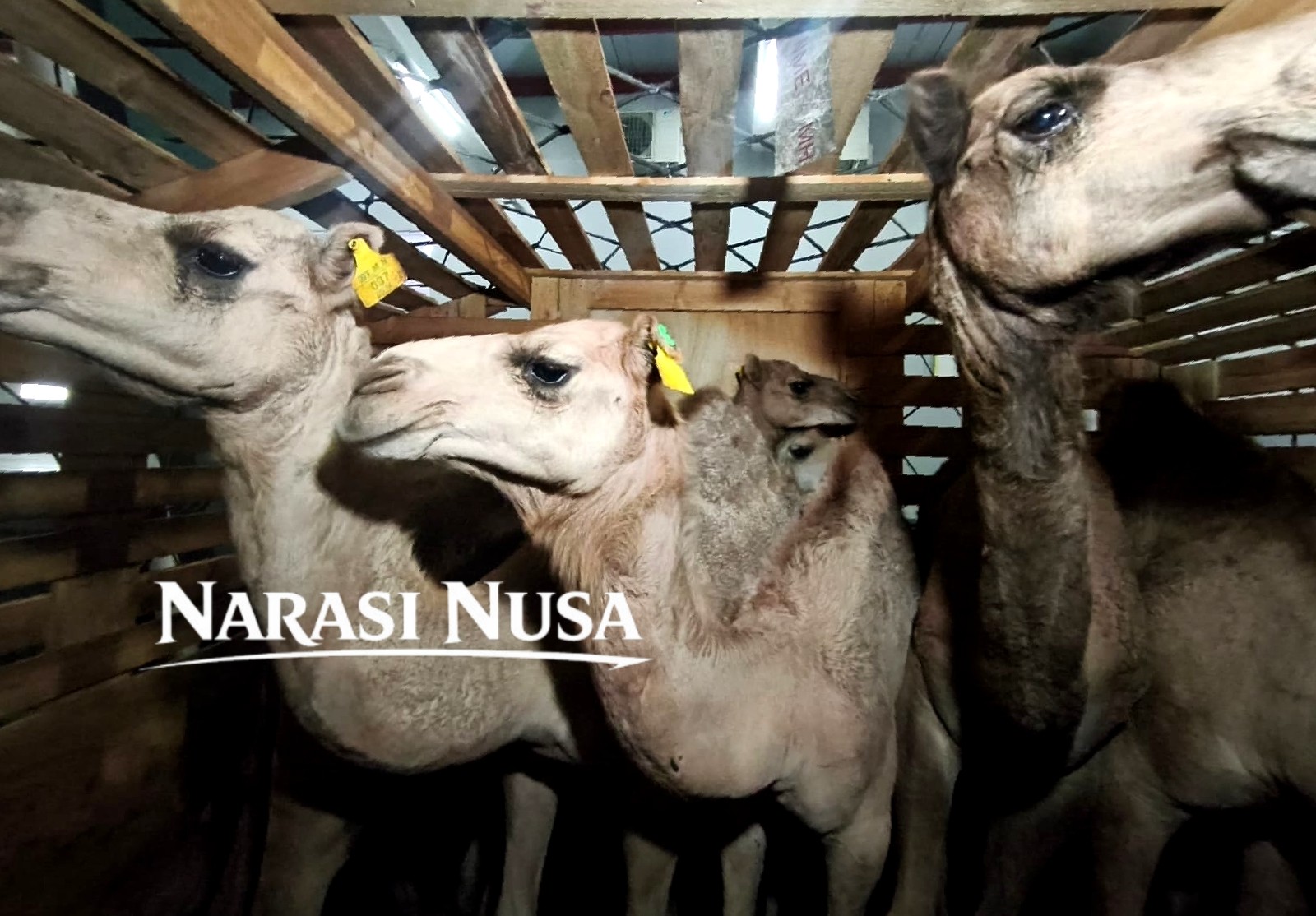 250 Ternak Impor dari Australia, Dorong Produksi Susu dan Daging Nasional