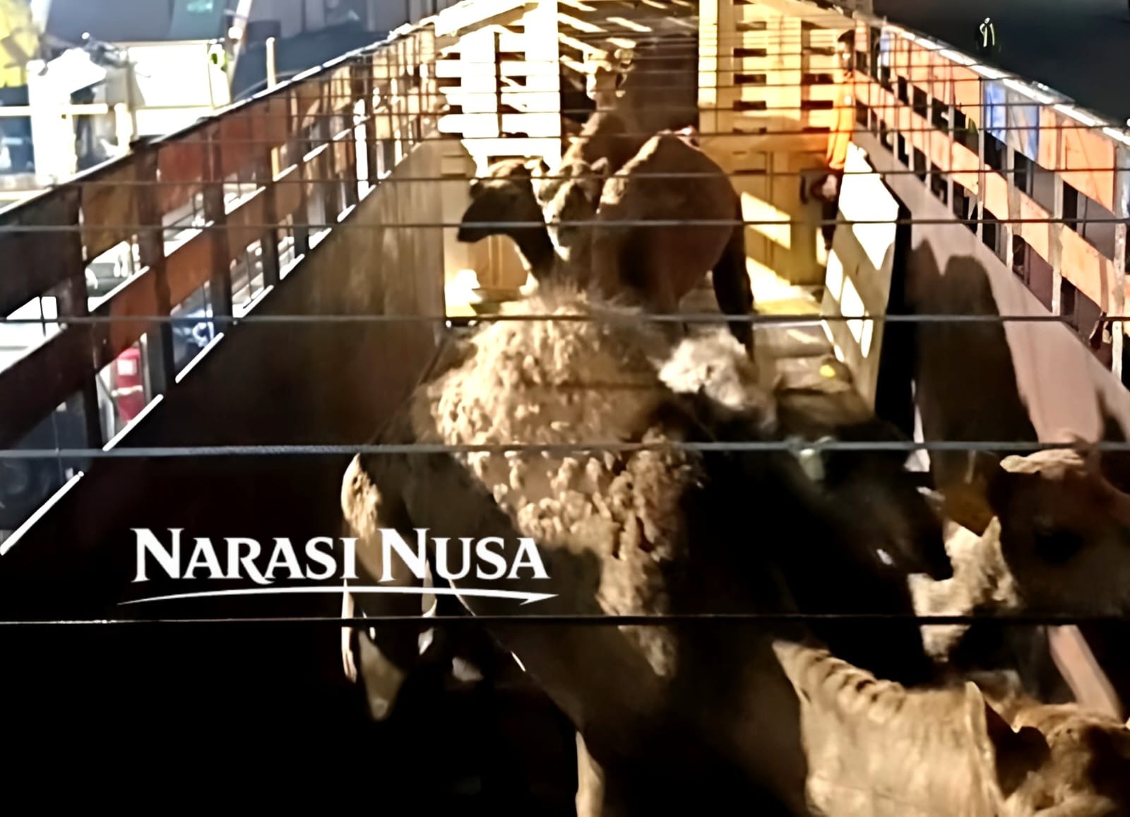 Perkuat Pangan dan Dorong Ekowisata, Tombak Mas Nusantara Impor Ratusan Ternak Australia